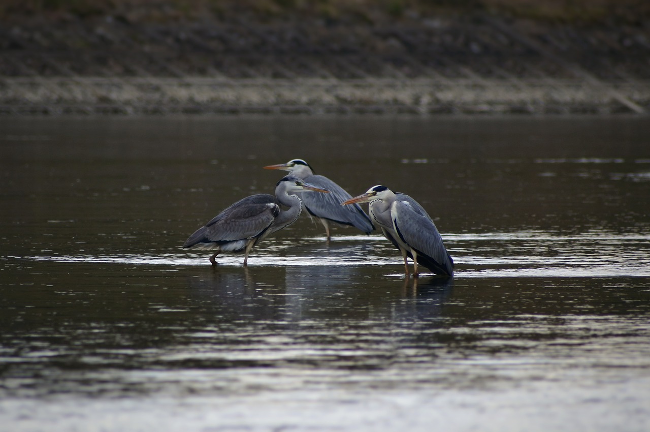 Image - animal river waterside bird