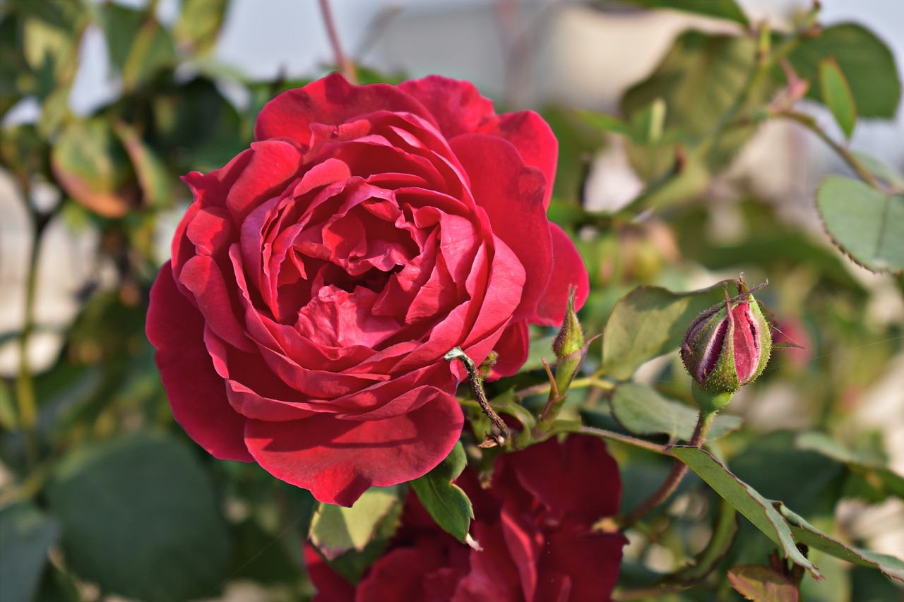 Image - red rose rose flower rosa red