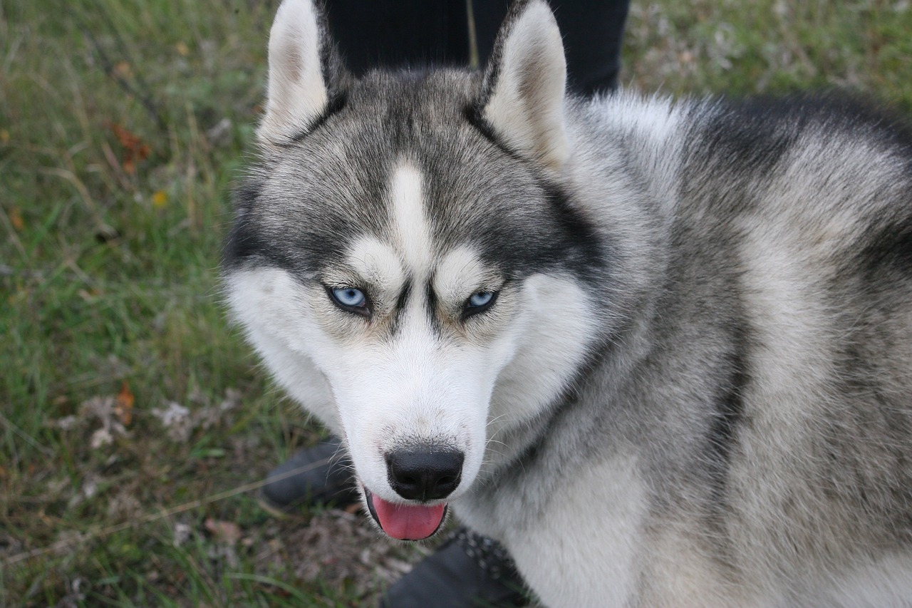 Image - husky eyes animal pets siberian