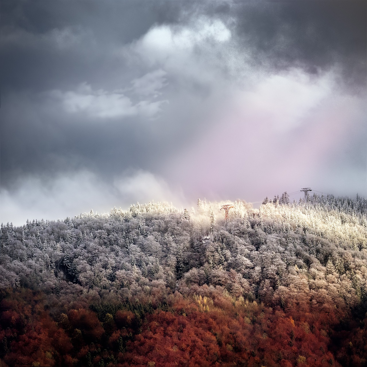 Image - autumn winter frost forest wintry