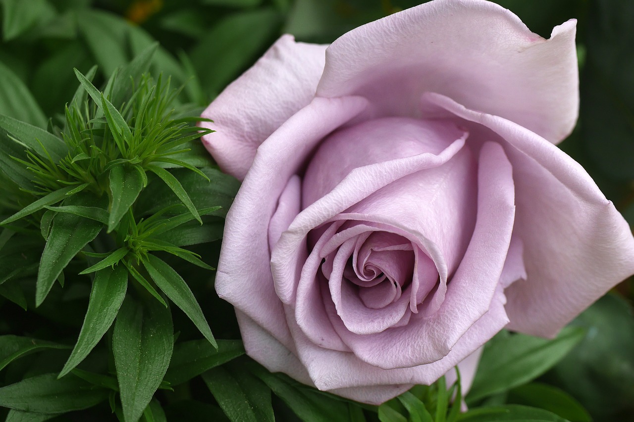 Image - rose lilac nature purple flowers