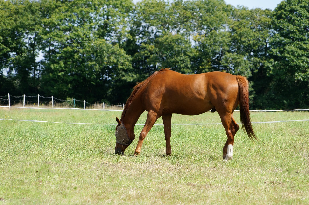 Image - horse pre standard equine grass