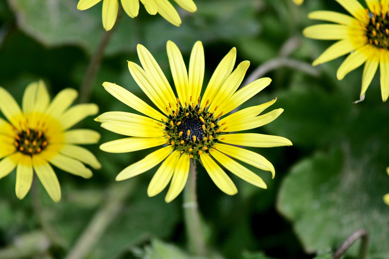 Image - flower bloom blossom weed yellow