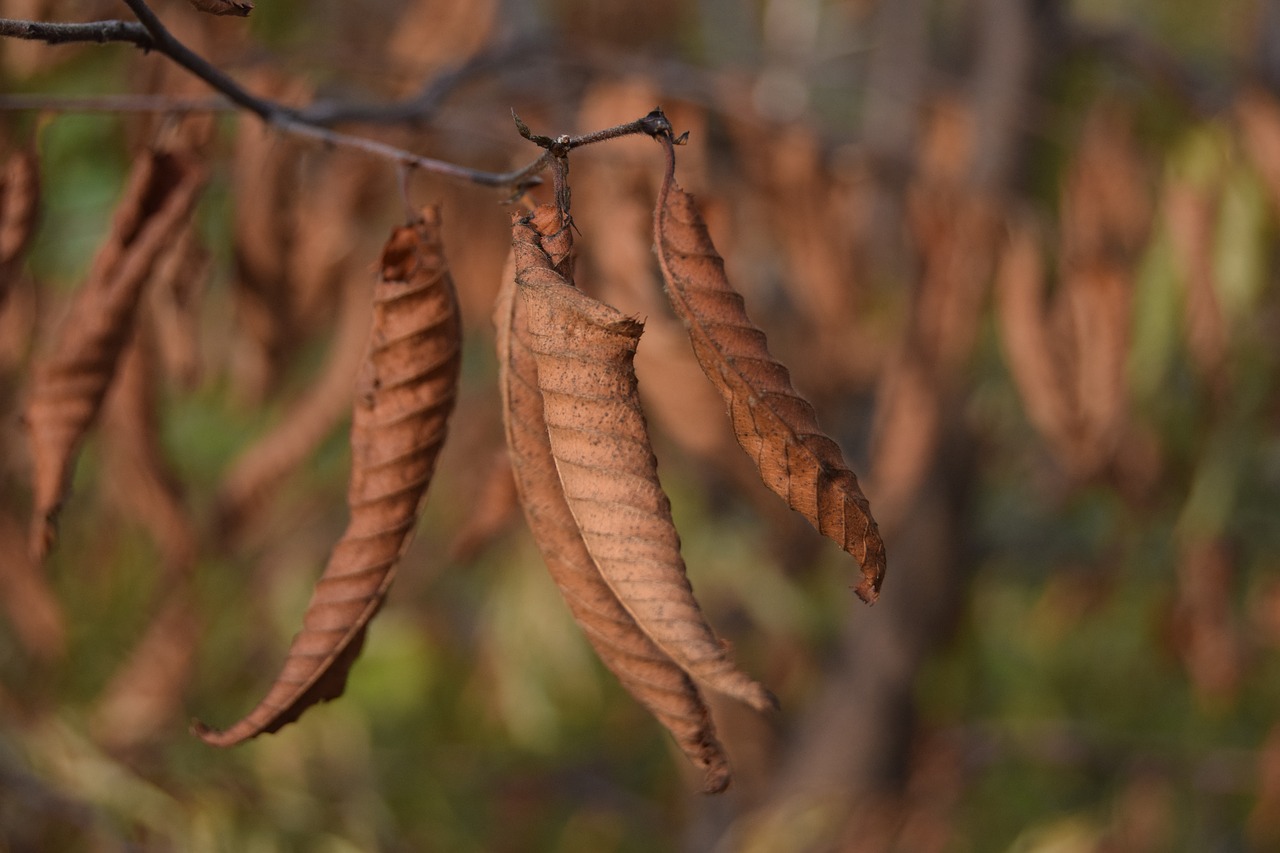 Image - leaf autumn brown fall