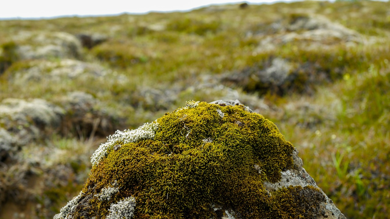 Image - stone moss iceland grass boulder