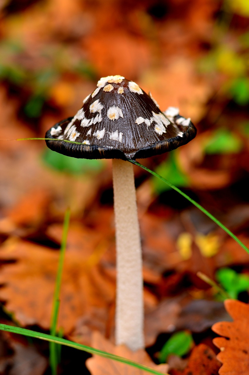Image - nature mushroom thrace natural