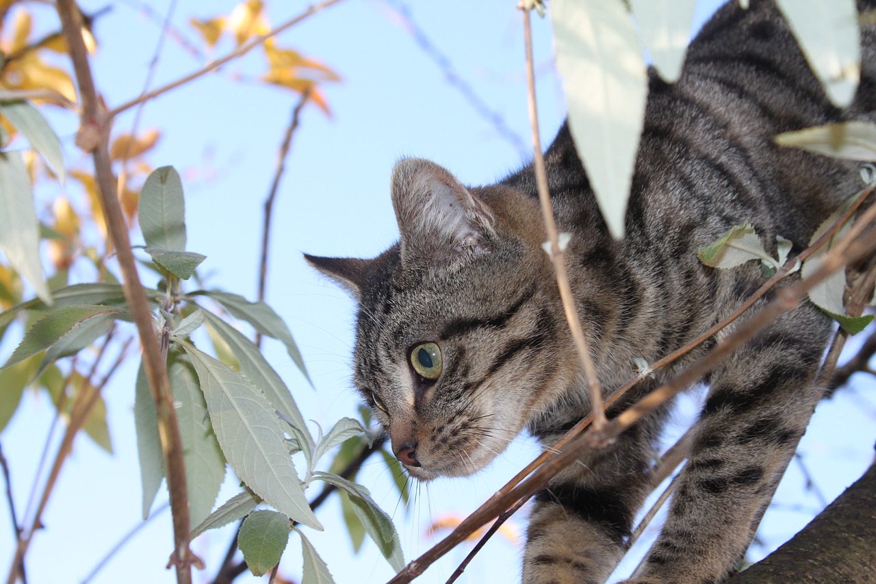 Image - cat animal feline tabby outside