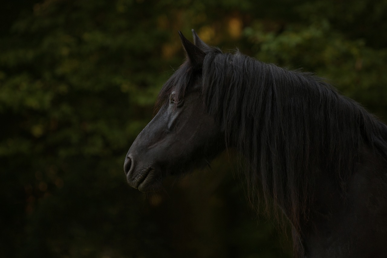 Image - horse friese animal black nature