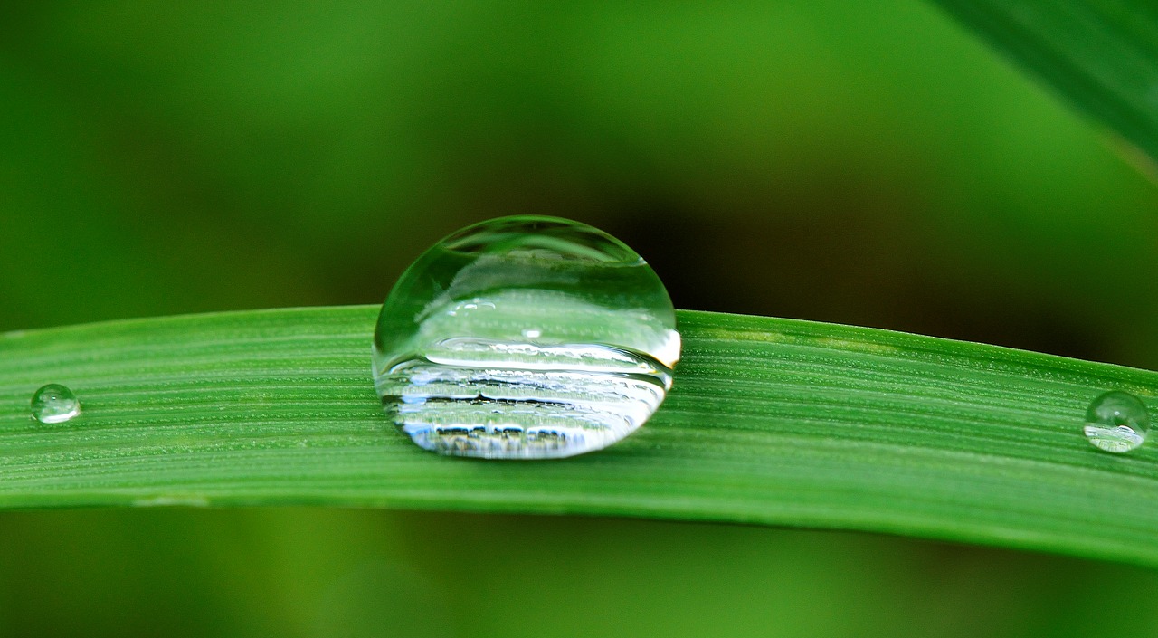 Image - drop water grass rain nature wet