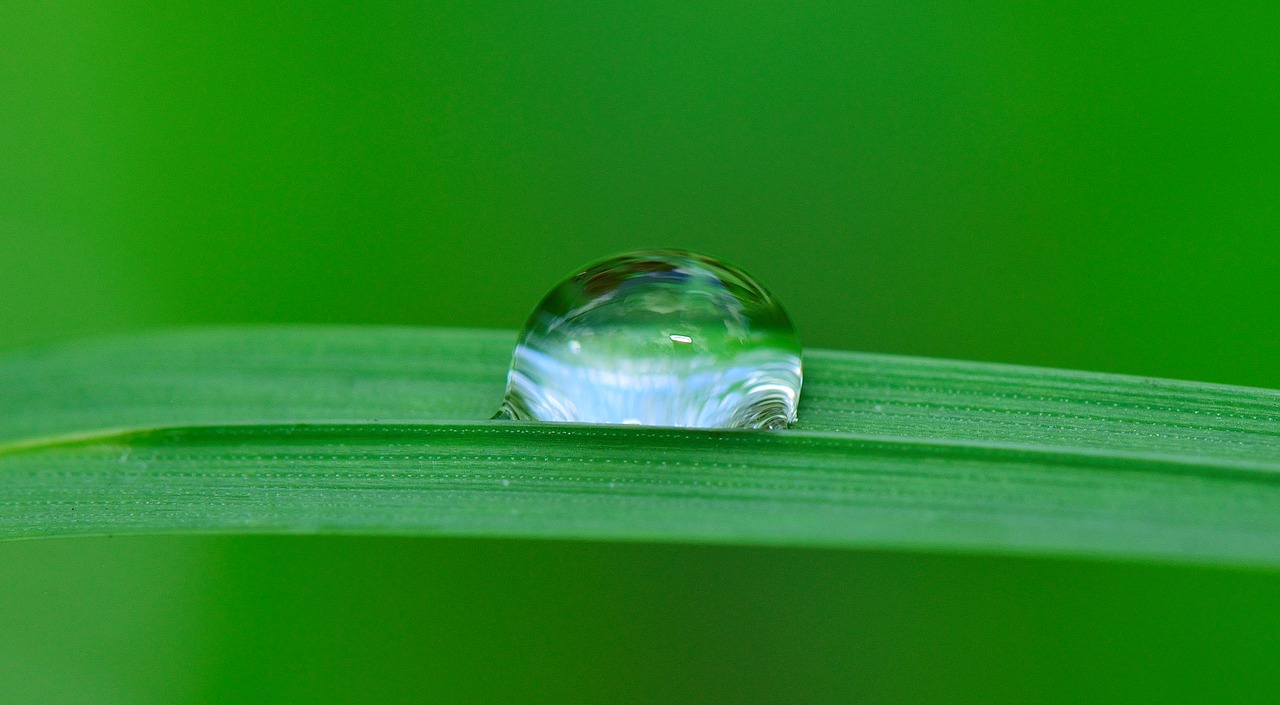 Image - drop water grass rain nature wet