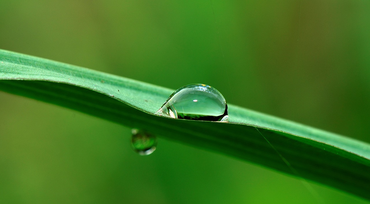 Image - water drop grass rain nature wet