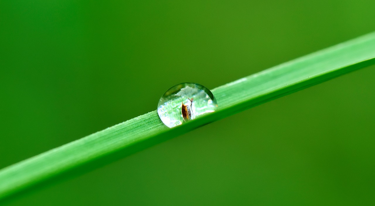 Image - drop water grass rain nature wet