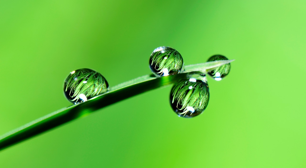 Image - water drops grass rain nature wet