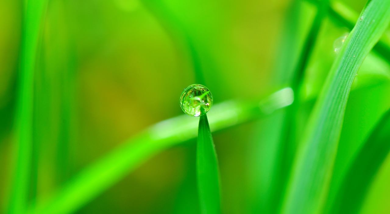 Image - water drop grass rain nature wet