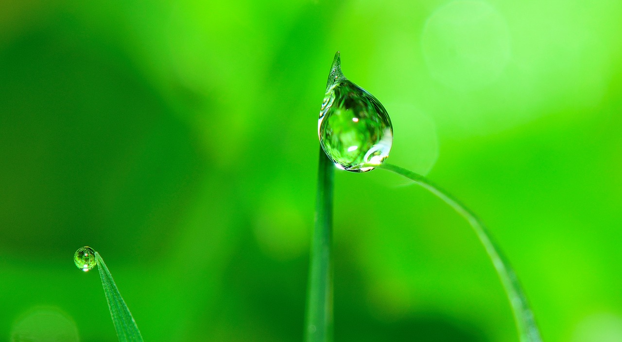 Image - water drop grass rain nature wet