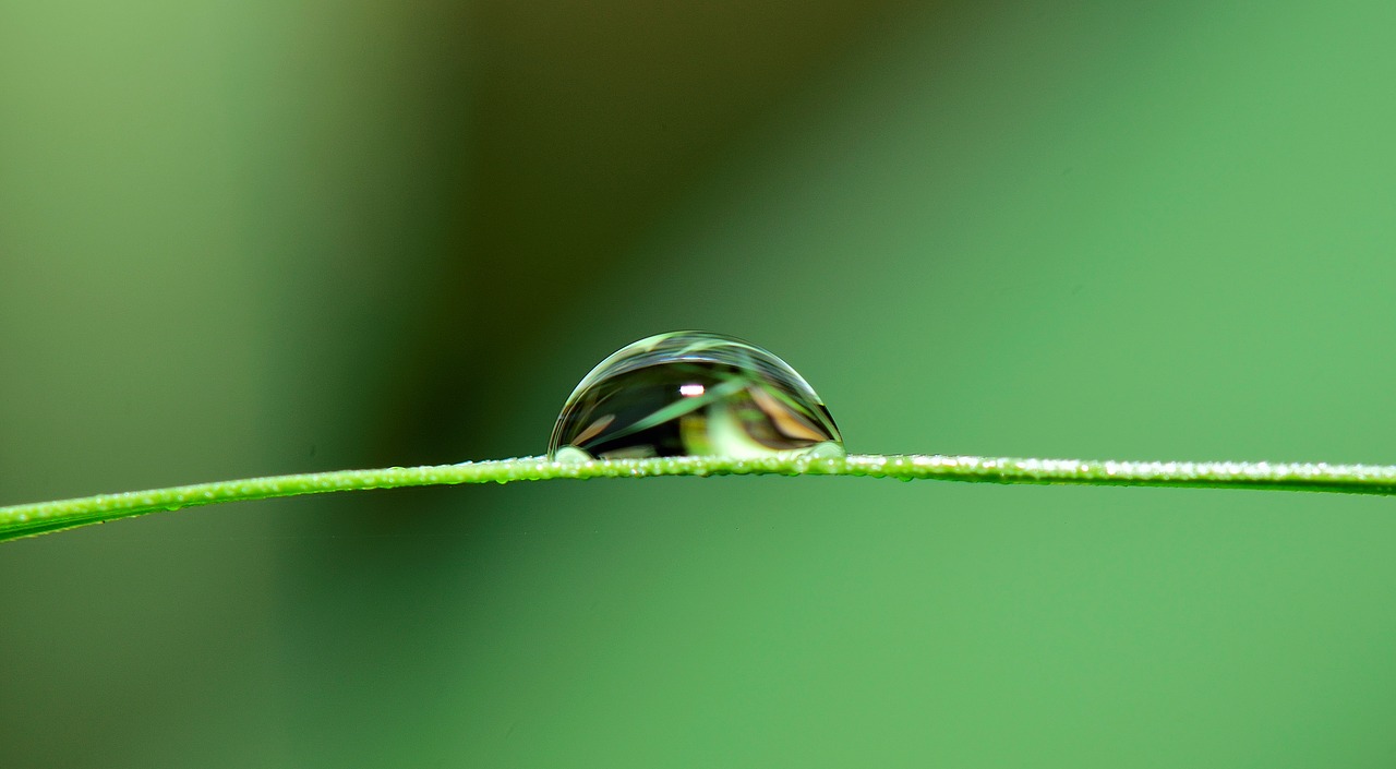 Image - drop water grass rain nature wet