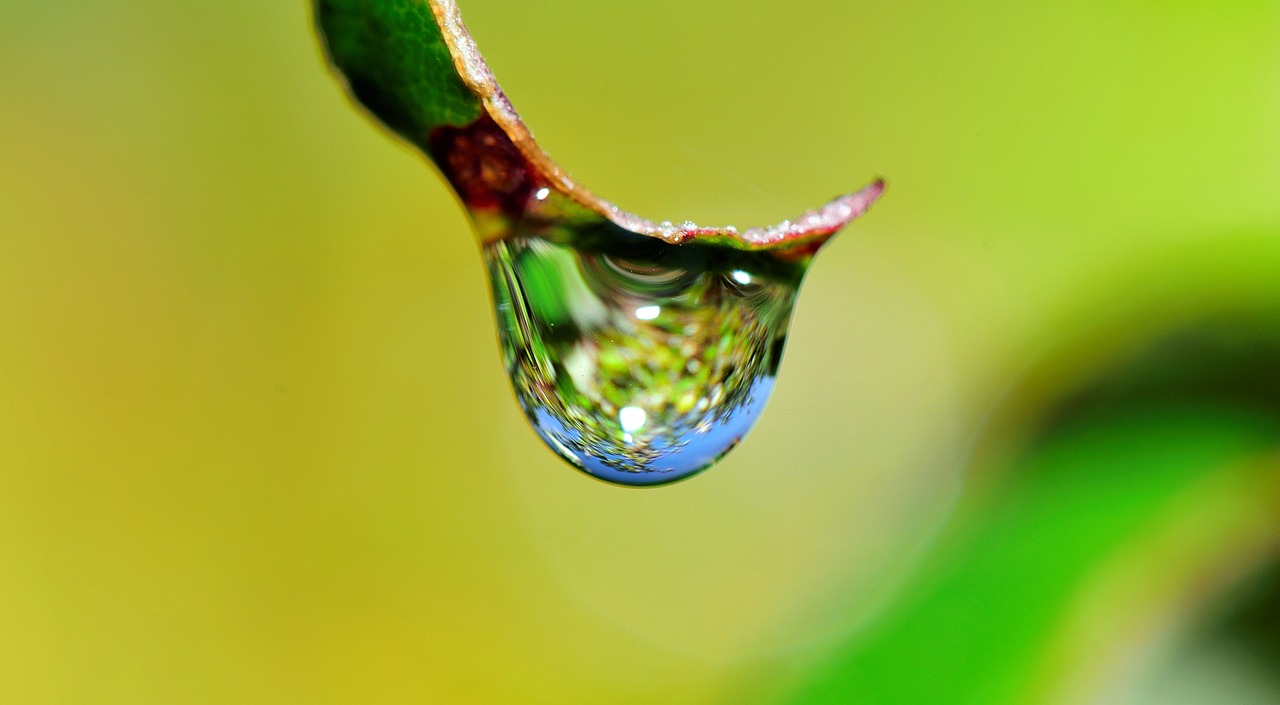 Image - drop water grass rain nature wet