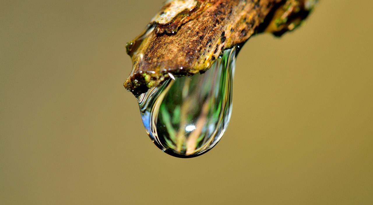 Image - drop water grass rain nature wet