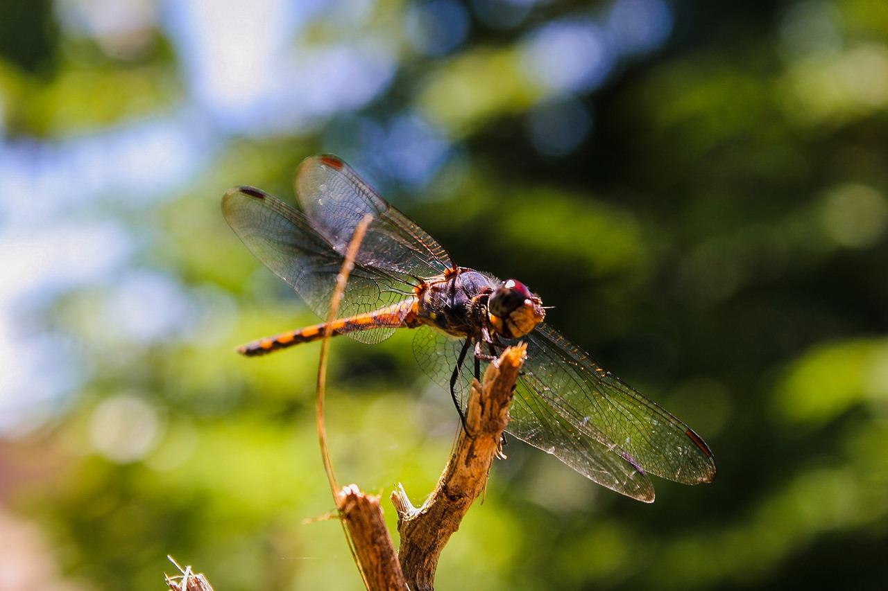 Image - dragonfly natural nature insect