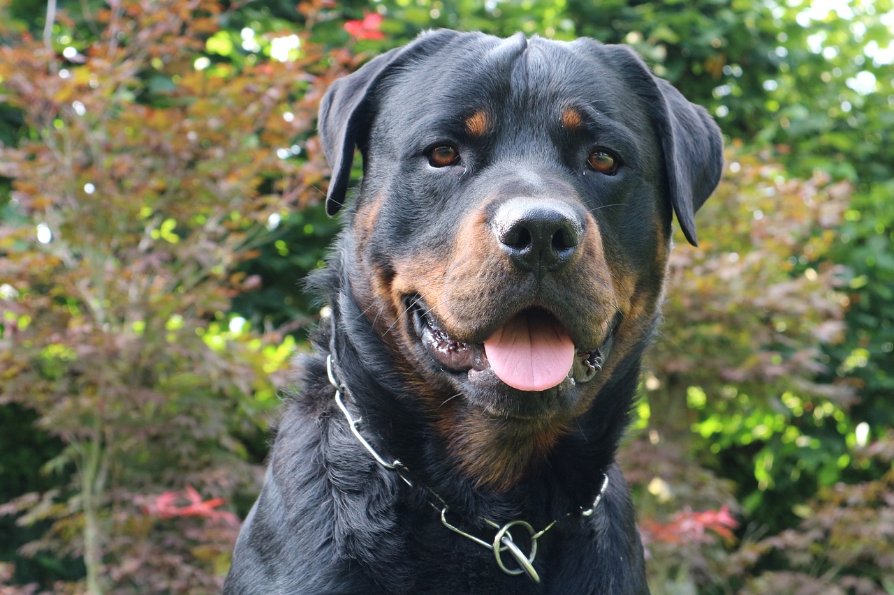 Image - dog rottweiler animal pet canine