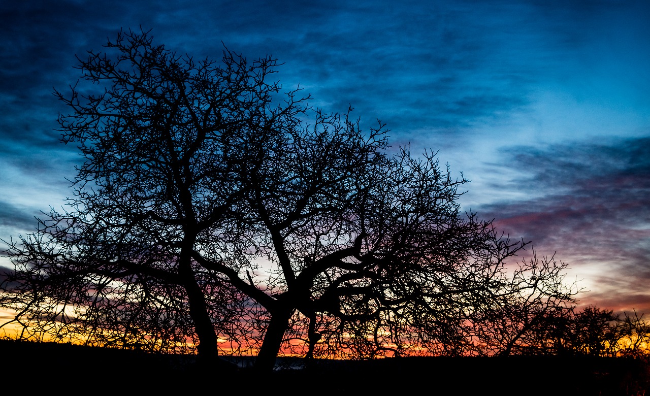 Image - sunrise tree morgenstimmung