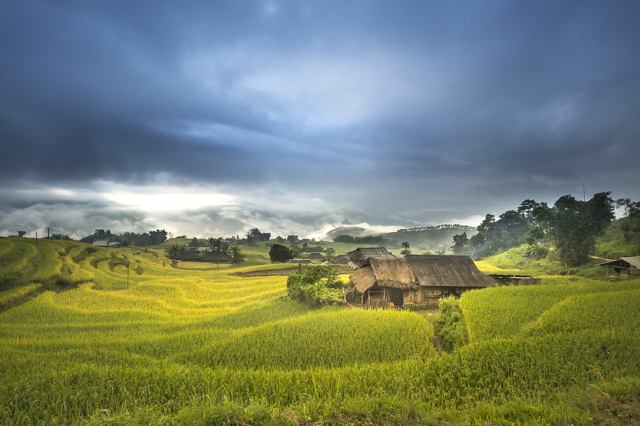 Image - vietnam terraces rice silk