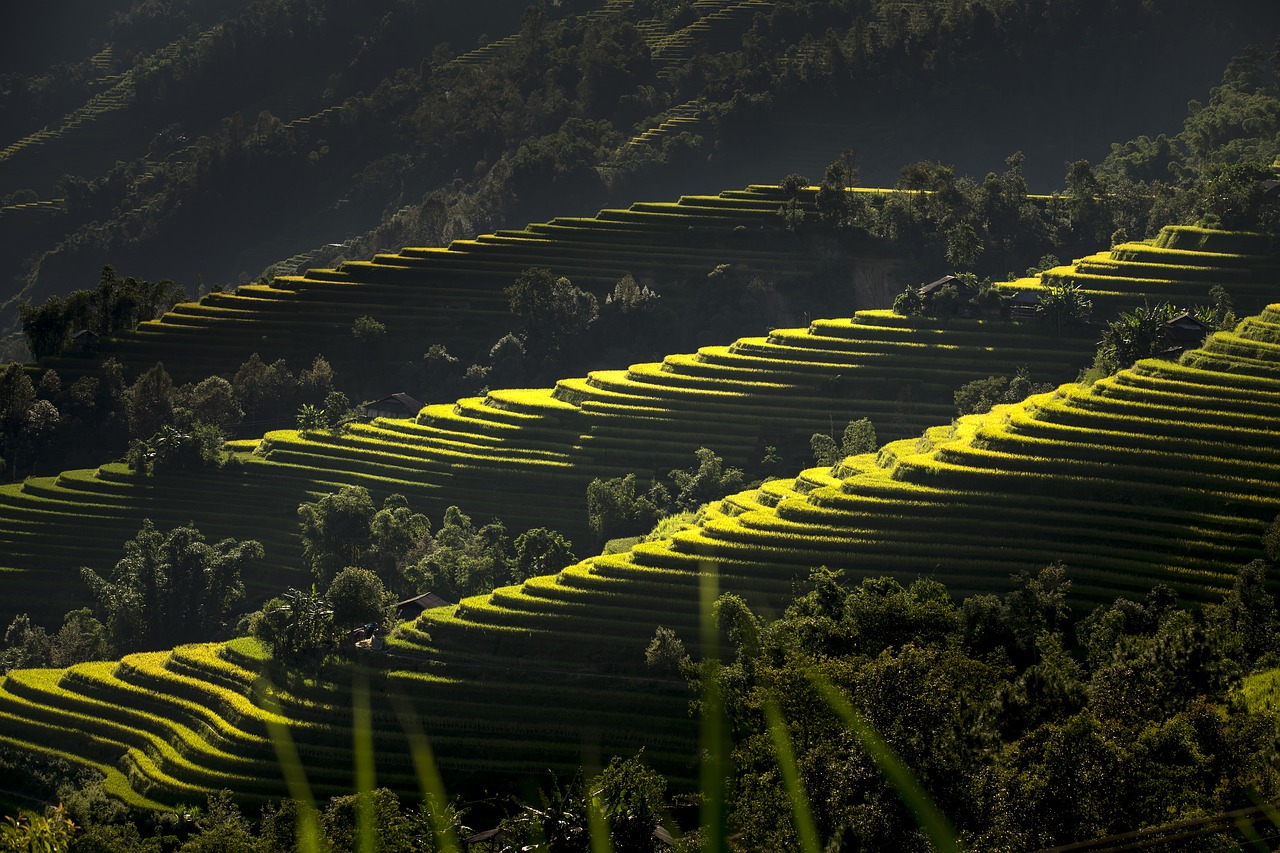 Image - vietnam terraces rice silk