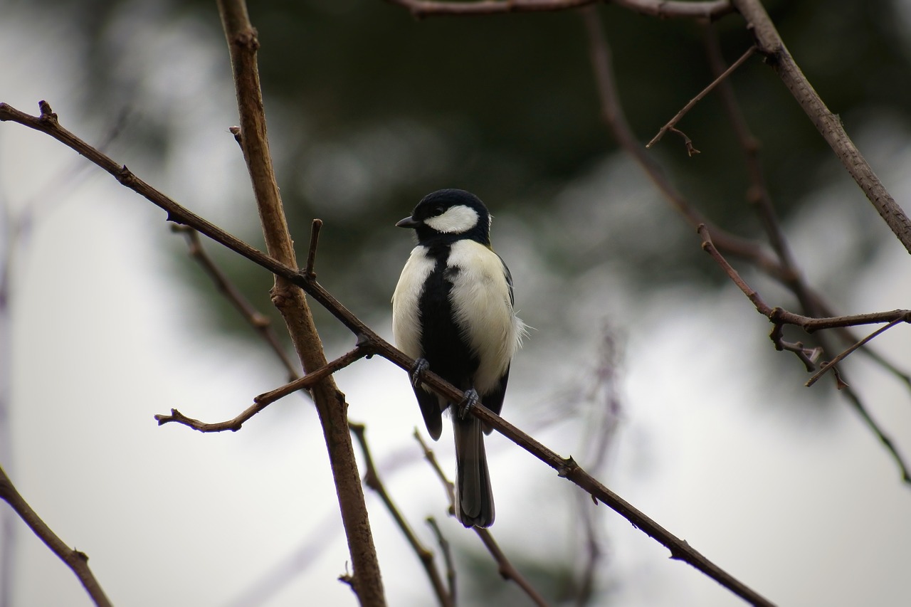 Image - animal forest wood twigs bird