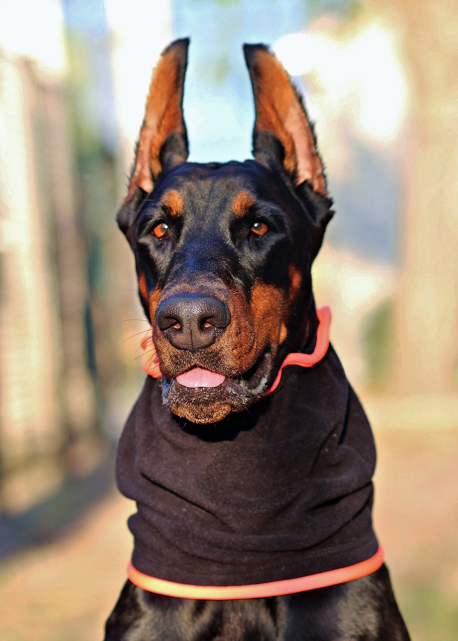 Image - doberman dog head scarf beautiful