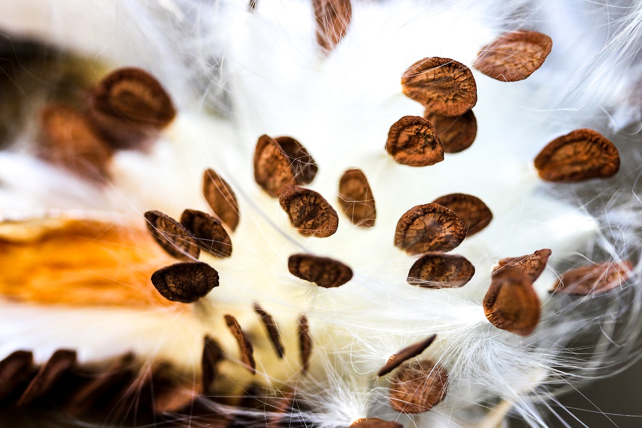 Image - milkweed seeds milkweed seeds