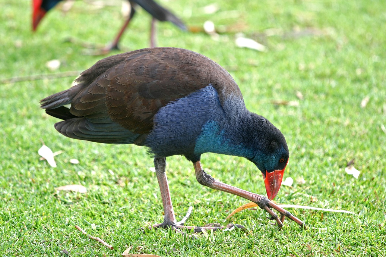 Image - purple swamp hen bird wildlife