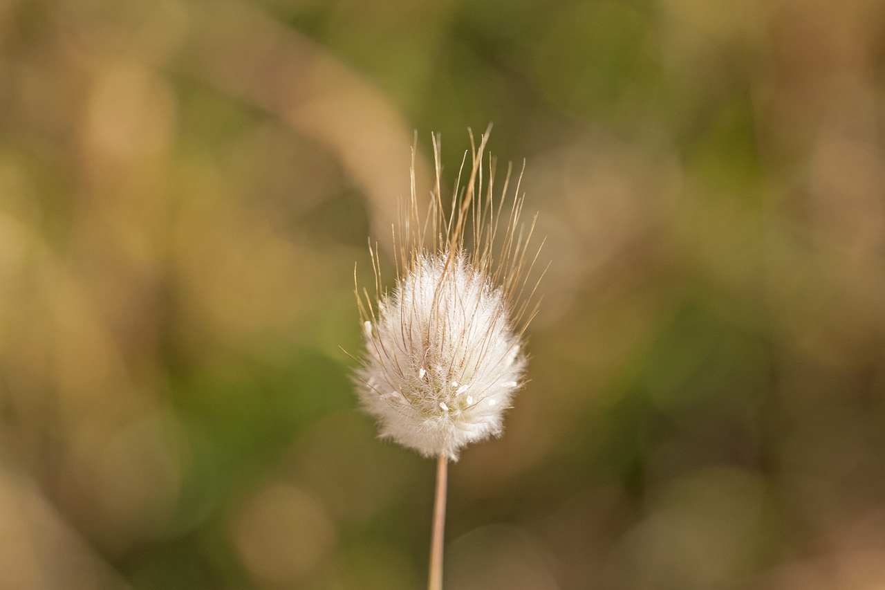 Image - weed bokeh grass field plant