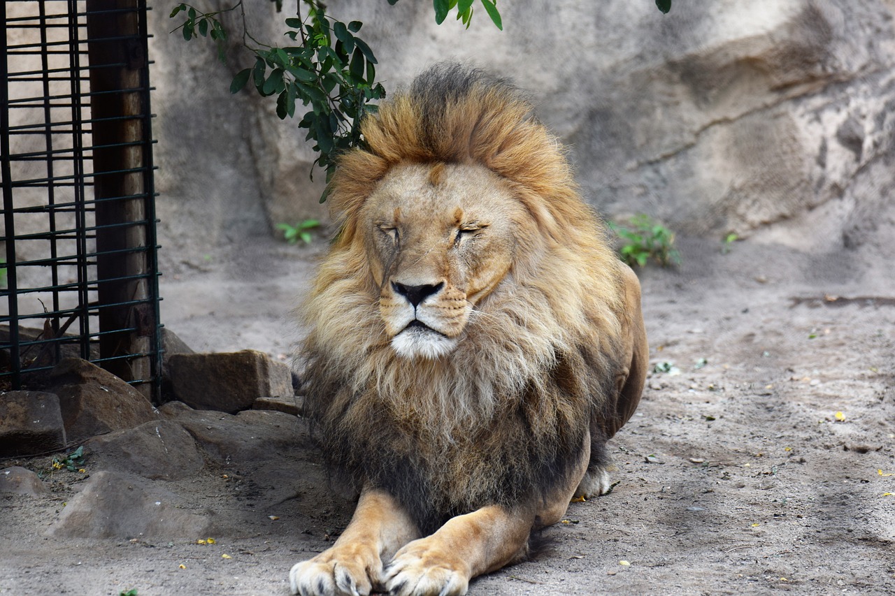 Image - lion animal male wild animal