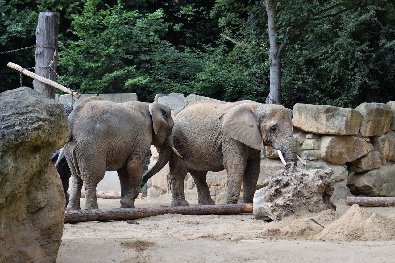 Image - elephant elephant group