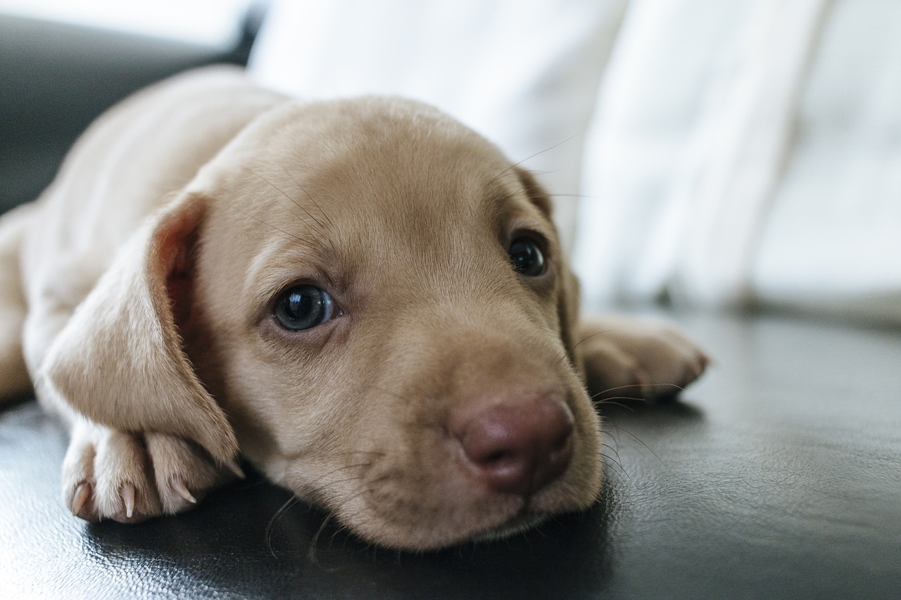 Image - dog puppy blue eyes blue eye pet