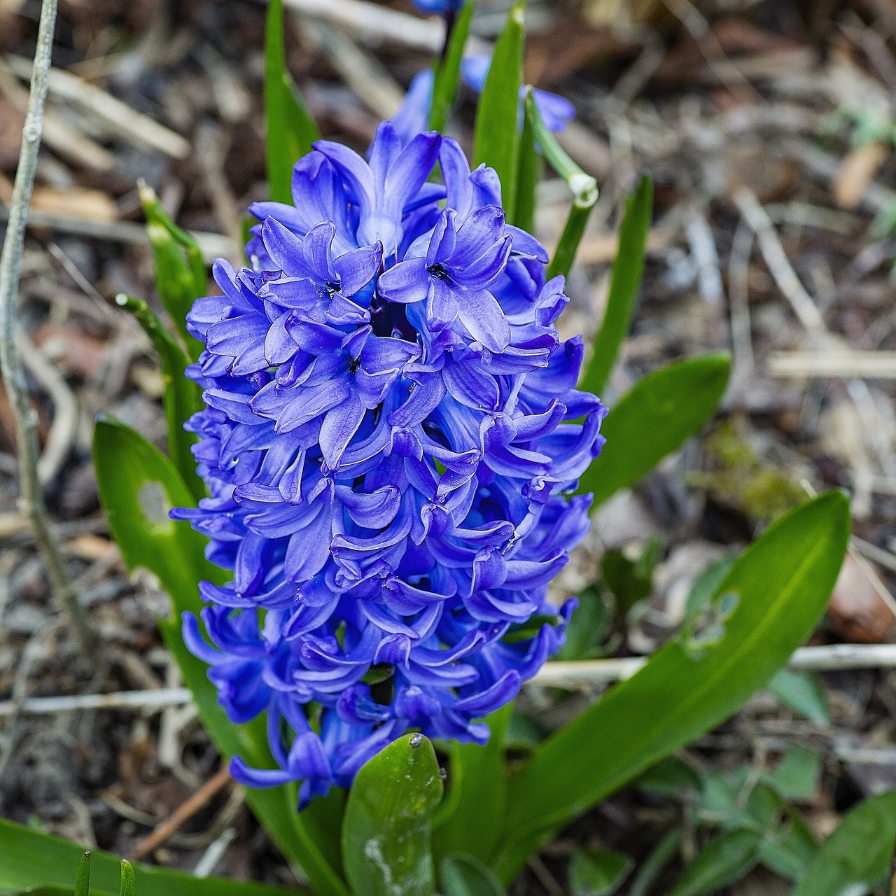 Image - flower blue hyacinth spring flower