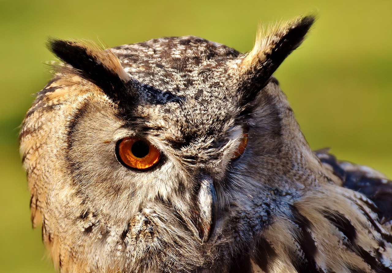 Image - owl bird feather cute plumage