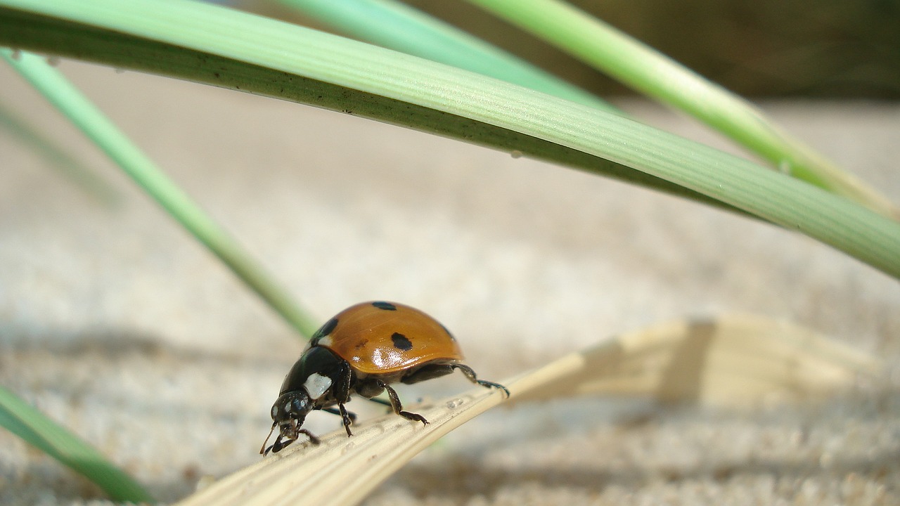 Image - ladybug insect close beetle nature