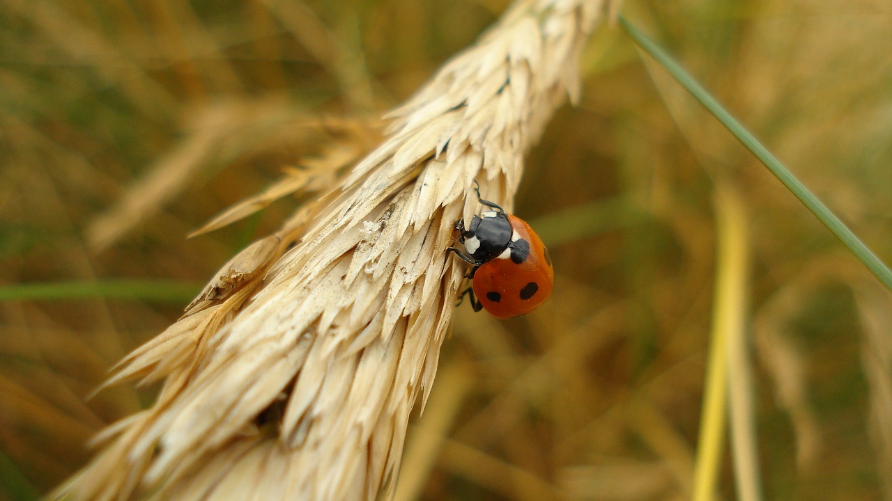 Image - ladybug insect close beetle nature