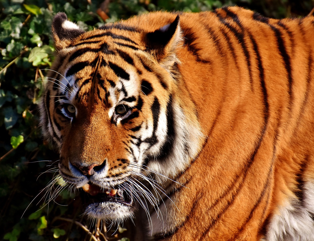 Image - tiger predator lurking fur