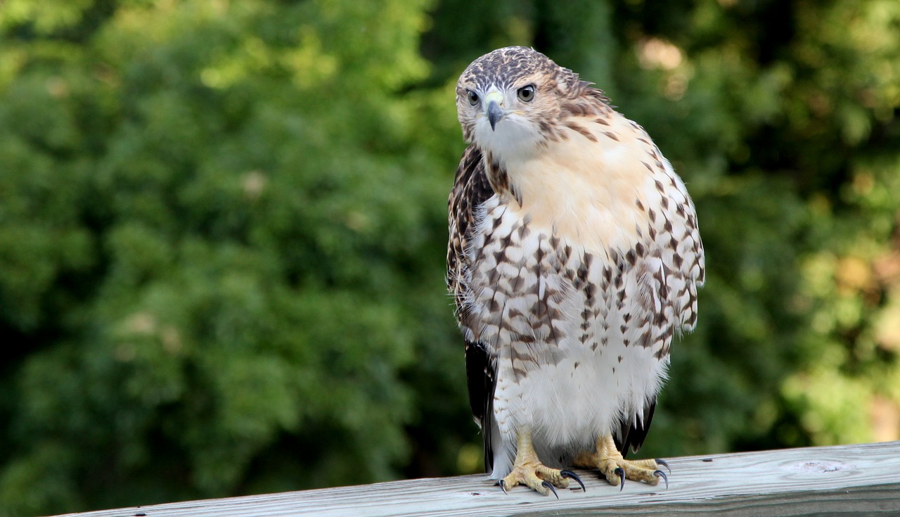 Image - hawk wildlife bird animal nature