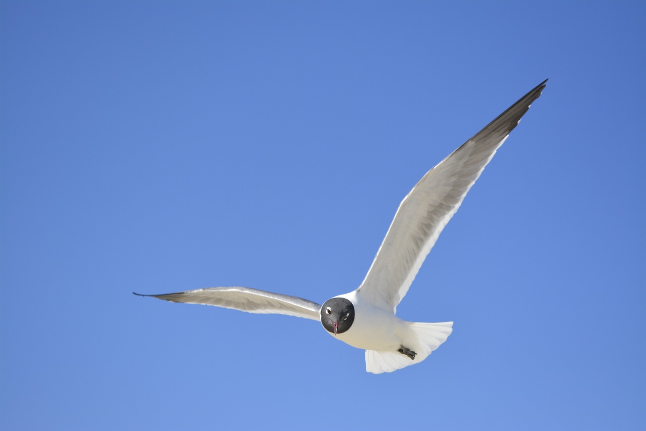 Image - seagull north carolina crystal coast