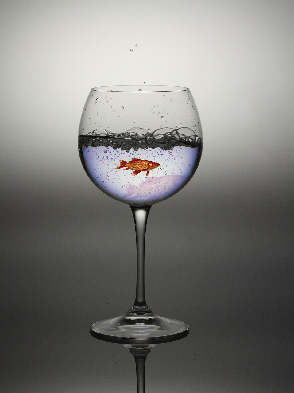 Image - glass water red fish fish chalice