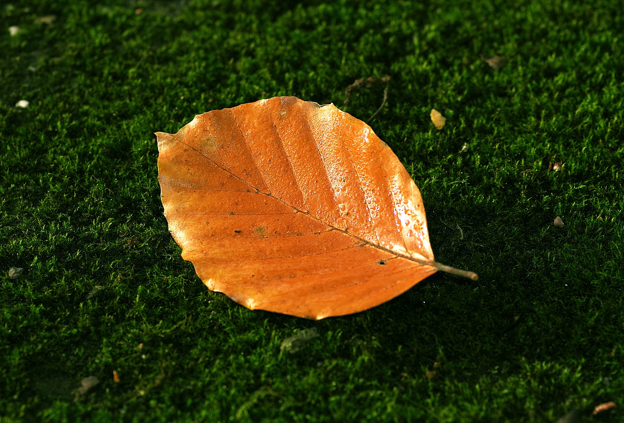 Image - leaf beech autumn red orange rosa