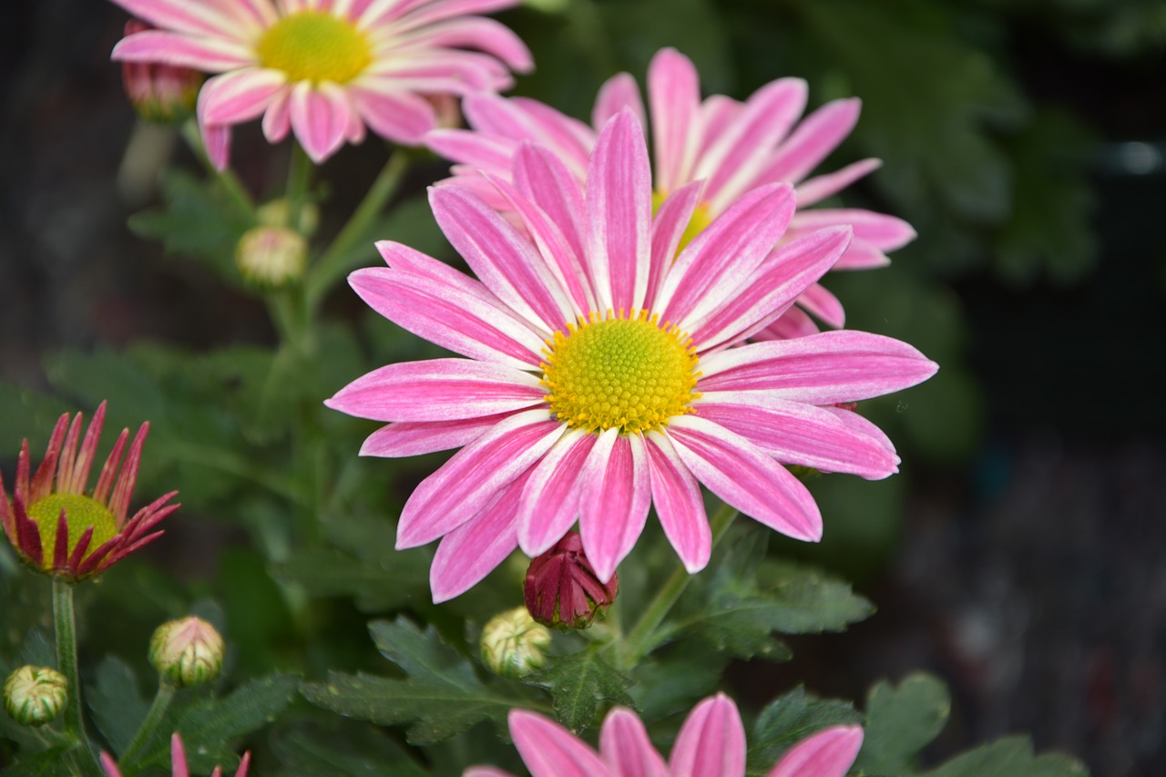 Image - flower petals pink flower nature