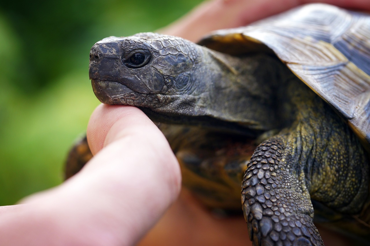 Image - turtle hand tortoise animal
