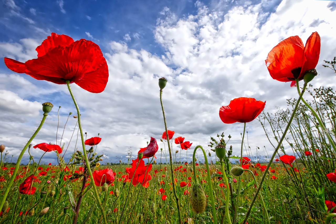 Image - poppy sky flower red nature