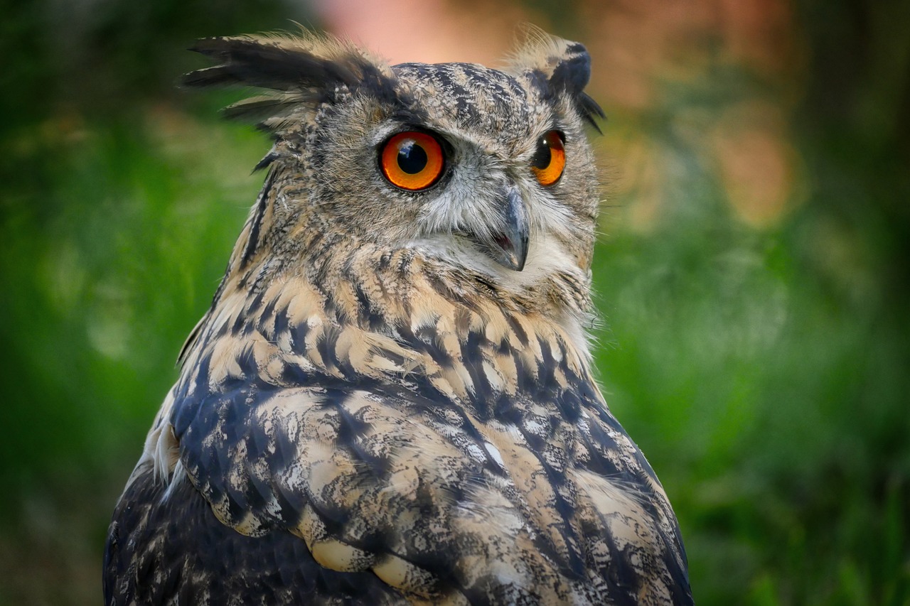 Image - owl eagle owl bird bird of prey