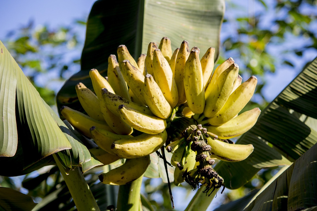 Image - banana banana tree nutrition plants