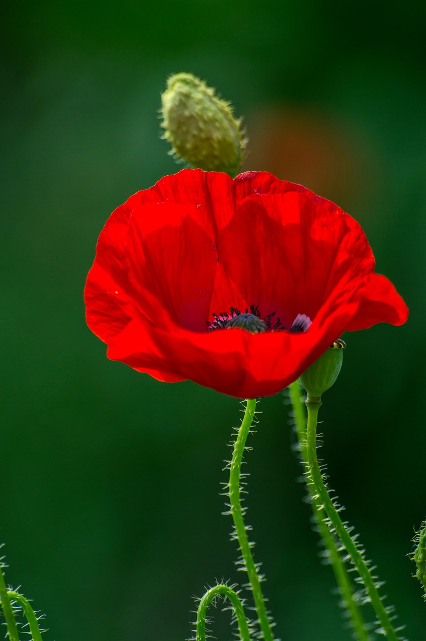 Image - poppy flower plant petal red